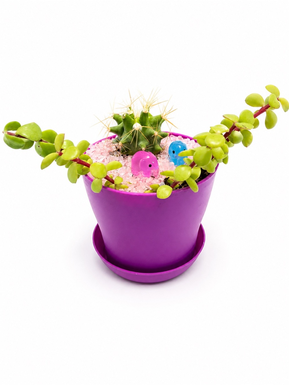 Purple Mini Planter with Cactus and Succulents